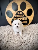 Aspen, a male Maltipoo for sale in Crossville, TN – 5 of 5