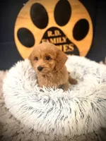 Oscar, a male Cockapoo for sale in Crossville, TN – 5 of 5