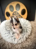 Annabelle , a female Morkie for sale in Crossville, TN – 2 of 5