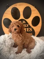 Annie, a female Cockapoo for sale in Crossville, TN – 4 of 5