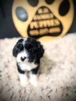 Maggie, a female Cavapoo for sale in Crossville, TN – 3 of 5