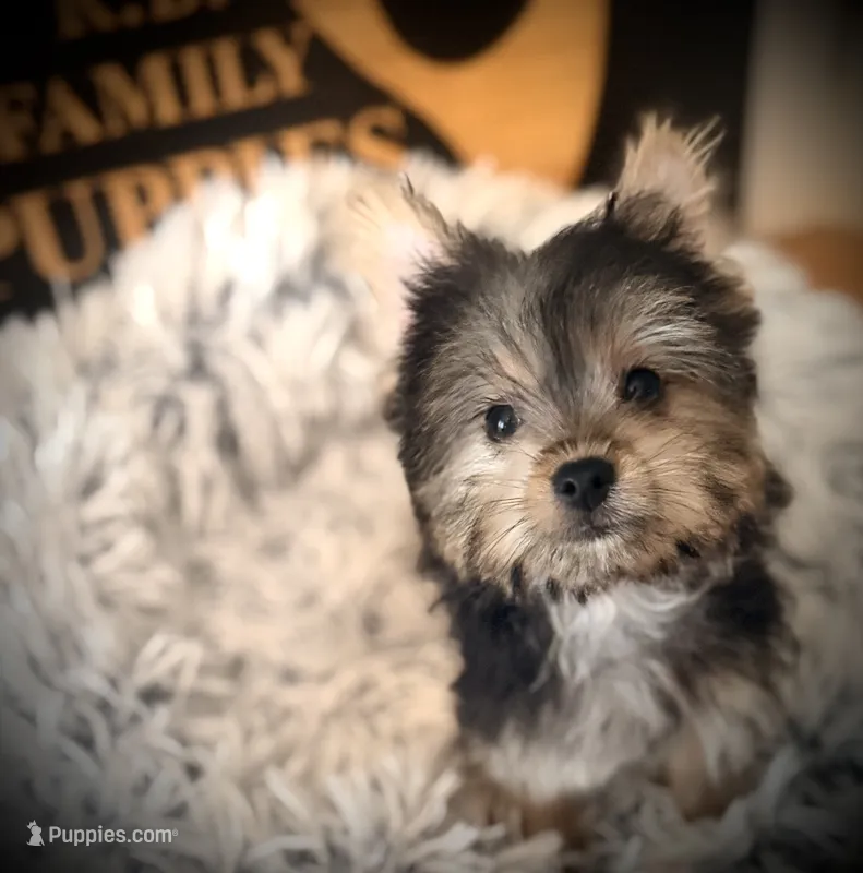 Maxwell – Morkie puppy for sale in Crossville, TN
