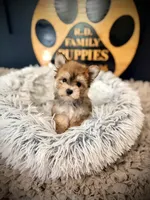 Sandy, a female Morkie for sale in Crossville, TN – 5 of 5