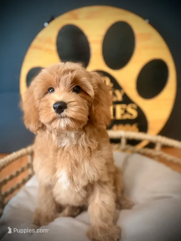 Cece  – Cockapoo puppy for sale in Crossville, TN