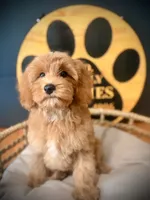 Cece , a female Cockapoo for sale in Crossville, TN – 1 of 4