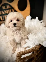 Rolo, a male Maltipoo for sale in Crossville, TN – 1 of 5