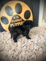 Reserved , a female Cavapoo for sale in Crossville, TN – 3 of 6