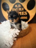 Millie, a female Yorkshire Terrier for sale in Crossville, TN – 2 of 6