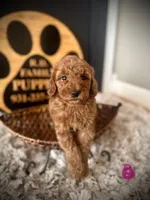 Maybel, a female Goldendoodle for sale in Crossville, TN – Photo 1 of 5