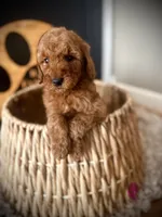 Maybel, a female Goldendoodle for sale in Crossville, TN – Photo 2 of 5