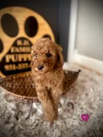 Maybel, a female Goldendoodle for sale in Crossville, TN – Photo 4 of 5