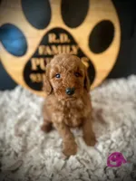 Maybel, a female Goldendoodle for sale in Crossville, TN – Photo 5 of 5