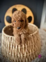 Maybel, a female Goldendoodle for sale in Crossville, TN – Photo 3 of 5