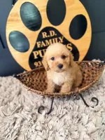 Grace, a female Poodle - Miniature  for sale in Crossville, TN – 4 of 5