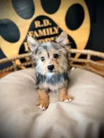Hope, a female Morkie for sale in Crossville, TN – 2 of 9