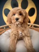 Cece , a female Cockapoo for sale in Crossville, TN – 4 of 4