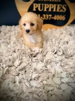 Lola, a female Poodle - Miniature  for sale in Crossville, TN – 5 of 5