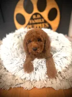 Clifford, a male Cockapoo for sale in Crossville, TN – 3 of 4