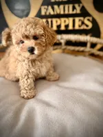 Sookie, a female Maltipoo for sale in Crossville, TN – 6 of 6