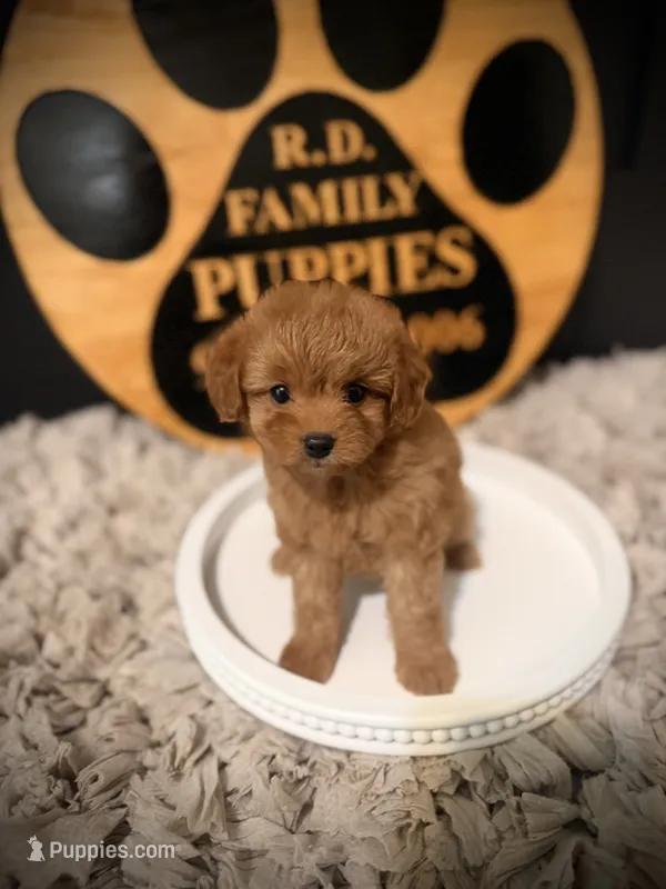 Reserved , a female Cavapoo for sale in Crossville, TN – 1 of 6
