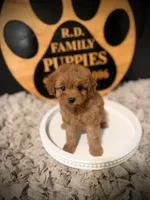 Reserved , a female Cavapoo for sale in Crossville, TN – 1 of 6
