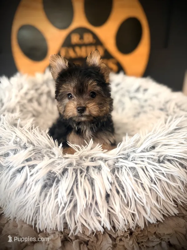 Maxwell – Maltese, Yorkshire Terrier puppy for sale in Crossville, TN