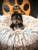 Maxwell, a male Maltese and Yorkshire Terrier for sale in Crossville, TN – 1 of 6