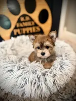 Sandy, a female Morkie for sale in Crossville, TN – 2 of 5