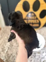 Riley, a female Cavapoo for sale in Crossville, TN – 3 of 5