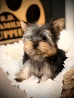 Draco, a male Yorkshire Terrier for sale in Crossville, TN – 4 of 8