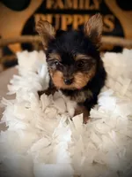 Liv, a female Yorkshire Terrier for sale in Crossville, TN – 3 of 6