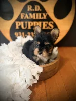Josie, a female Yorkshire Terrier for sale in Crossville, TN – 3 of 6
