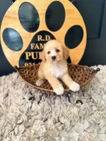 Lola, a female Poodle - Miniature  for sale in Crossville, TN – 2 of 5