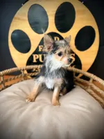 Hope, a female Morkie for sale in Crossville, TN – 9 of 9