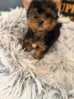 Tucker, a male Yorkshire Terrier for sale in Crossville, TN – 4 of 6