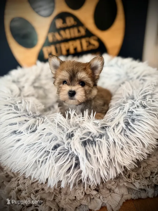 Sandy – Morkie puppy for sale in Crossville, TN