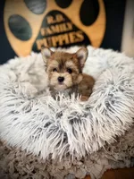 Sandy, a female Morkie for sale in Crossville, TN – 1 of 5