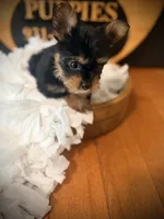 Josie, a female Yorkshire Terrier for sale in Crossville, TN – 6 of 6