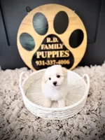 Aspen, a male Maltipoo for sale in Crossville, TN – 2 of 5