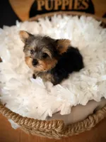 Sophie, a female Yorkshire Terrier for sale in Crossville, TN – 4 of 5