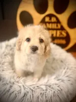 Malone , a male Cockapoo for sale in Crossville, TN – 5 of 5