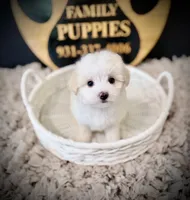 Aspen, a male Maltipoo for sale in Crossville, TN – 3 of 5
