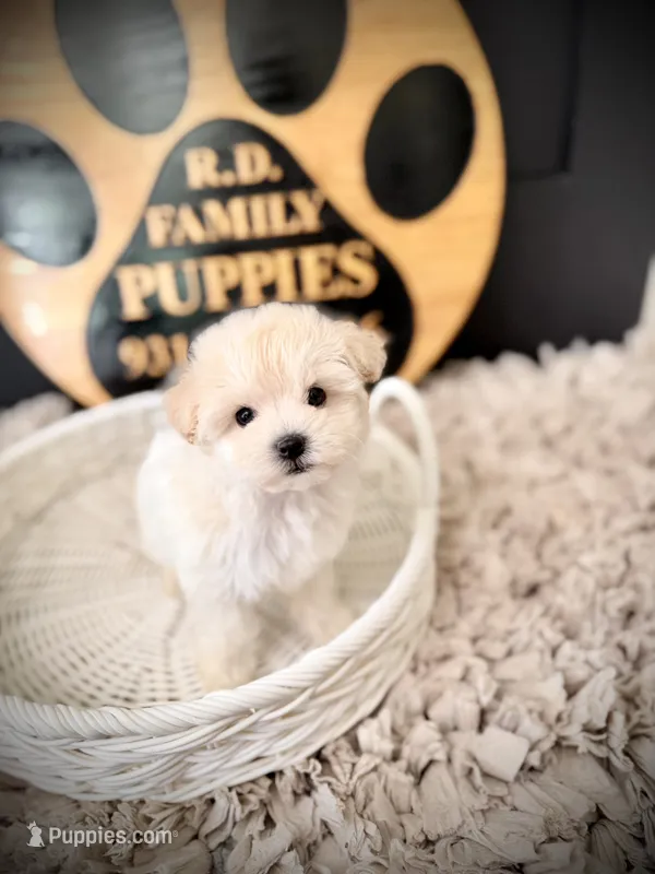 Alpine – Maltipoo puppy for sale in Crossville, TN