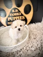 Alpine, a male Maltipoo for sale in Crossville, TN – 1 of 5