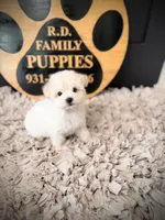 Alpine, a male Maltipoo for sale in Crossville, TN – 3 of 5