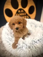 Oscar, a male Cockapoo for sale in Crossville, TN – 2 of 5