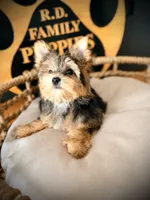 Stella, a female Maltese and Yorkshire Terrier for sale in Crossville, TN – 5 of 6