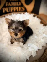 Sophie, a female Yorkshire Terrier for sale in Crossville, TN – 2 of 5
