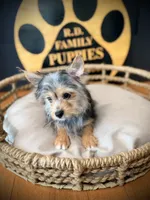 Hope, a female Morkie for sale in Crossville, TN – 3 of 9
