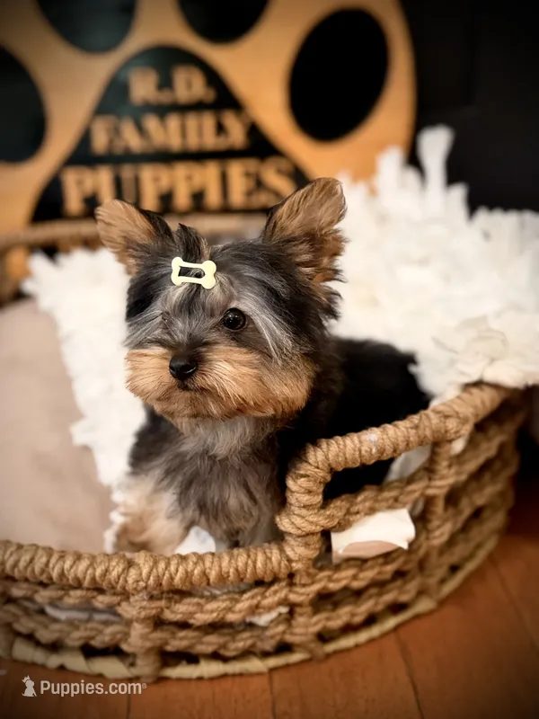 Draco – Yorkshire Terrier puppy for sale in Crossville, TN